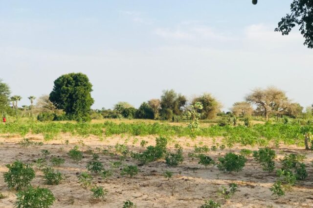 Terrain 2,11 ha à vendre – Pire, Tivaouane