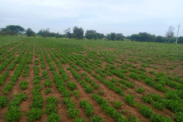 Terrain agricole 1,95 ha à vendre – Dalla Ngabou