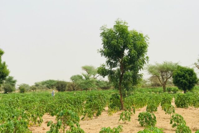 Terrain agricole 1,73 hectare à vendre – Méouane, Thiès