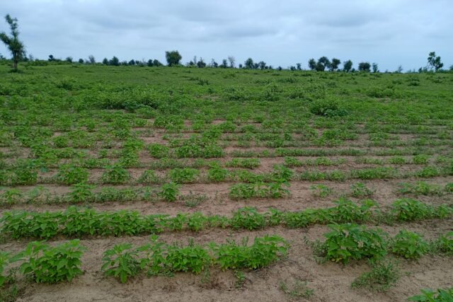 Terrain de 1,54 hectare vers Nghaye