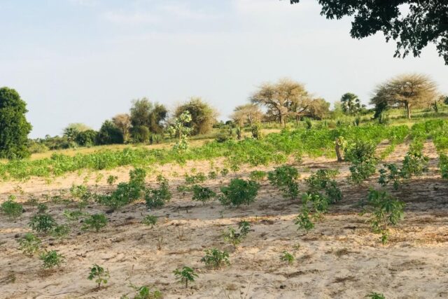 Terrain 2,11 ha à vendre – Pire, Tivaouane