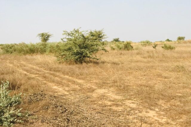 Terrain agricole 1,99 ha à vendre – Chérif Lô