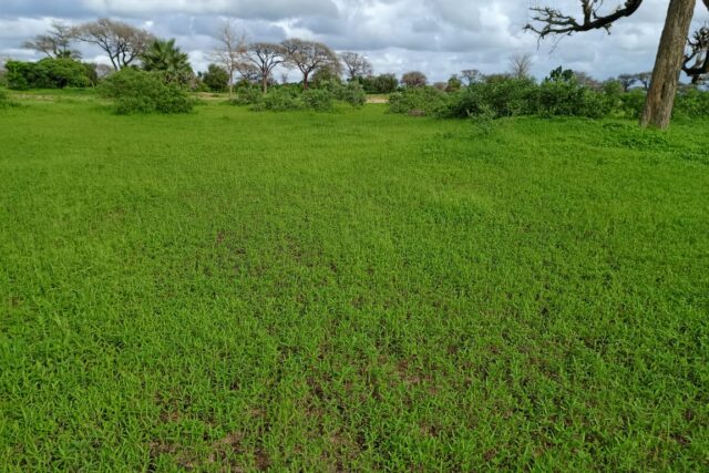 Terrain 1,87 ha à vendre – Tassette, Thiès