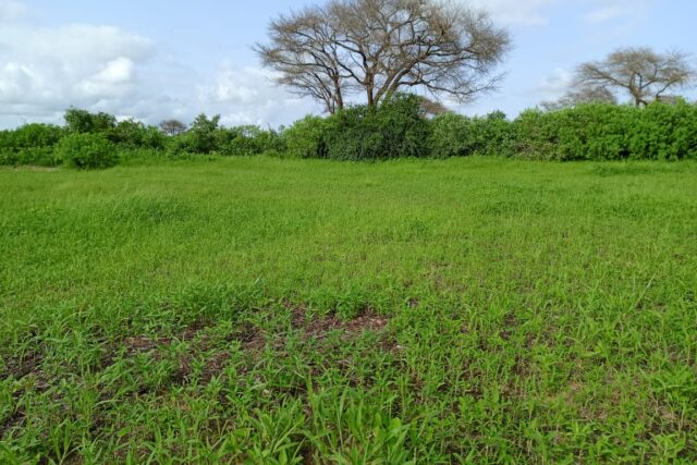 Terrain 1,87 ha à vendre – Tassette, Thiès