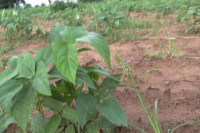 Terrain de 1,50 hectare vers Sandiara