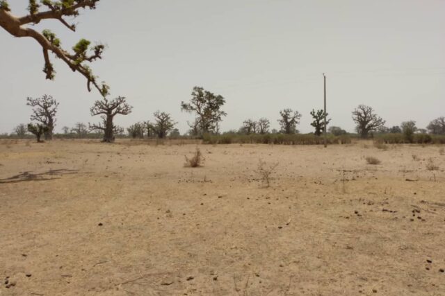 Terrain agricole 1,93 ha à vendre – Sindia