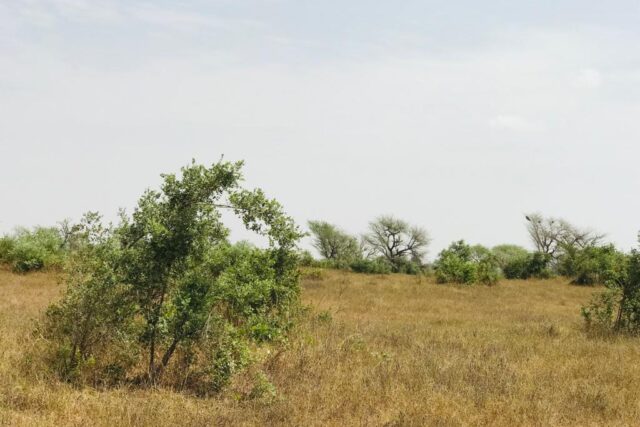 Terrain 2,16 ha à vendre – Koul, Tivaouane