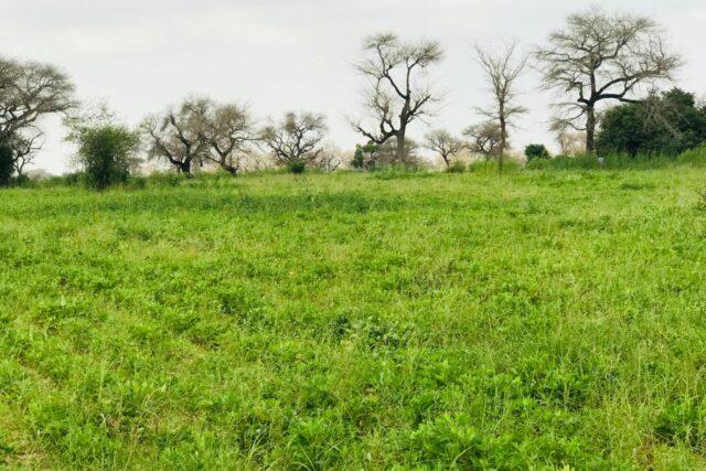 Terrain 2,39 ha à vendre – Touba Toul, Thiès