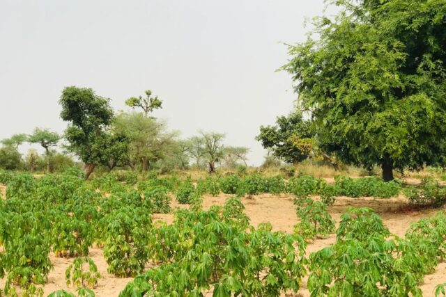 Terrain agricole 1,73 hectare à vendre – Méouane, Thiès