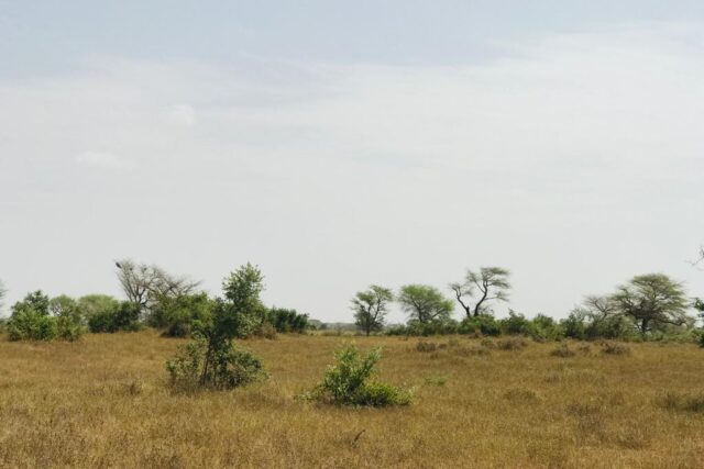 Terrain 2,16 ha à vendre – Koul, Tivaouane
