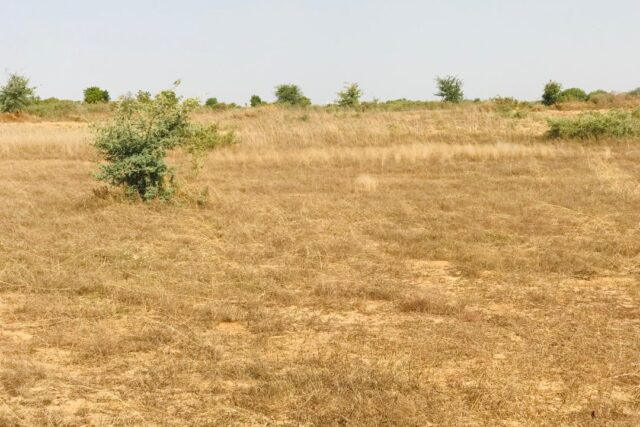 Terrain agricole 1,99 ha à vendre – Chérif Lô