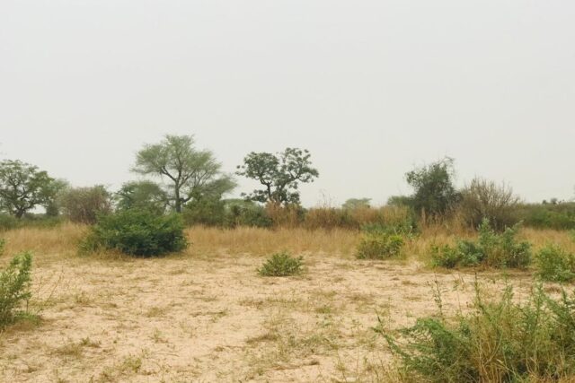 Terrain 1,87 ha à vendre – Méouane, Thiès