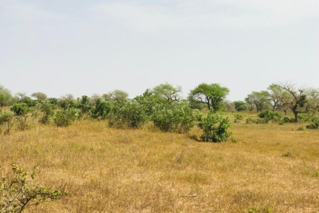 Terrain 2,16 ha à vendre – Koul, Tivaouane
