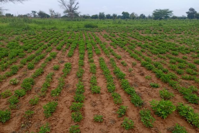 Terrain agricole 1,95 ha à vendre – Dalla Ngabou
