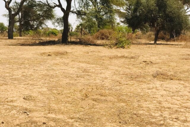 Terrain 1,60 ha à vendre – Cherif Lô, Thiès