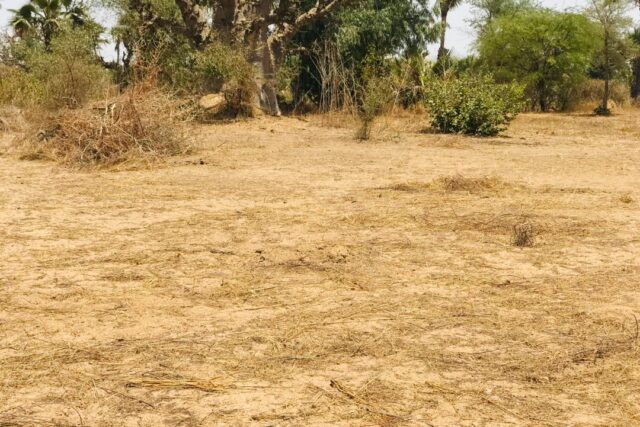 Terrain 1,60 ha à vendre – Cherif Lô, Thiès