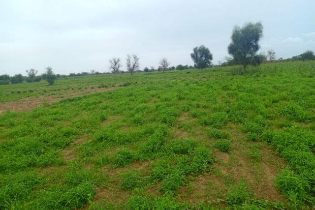 Terrain agricole 1,95 ha à vendre – Dalla Ngabou