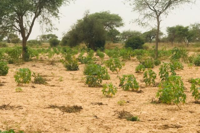 Terrain 2,15 ha à vendre – Méouane, Tivaouane