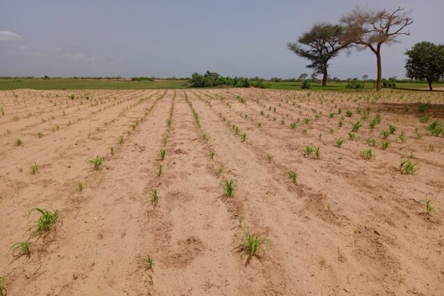 Terrain 1,62 ha à vendre – Tassette, Thiès