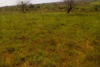 Terrain de 10 hectares vers Taïba Ndiaye