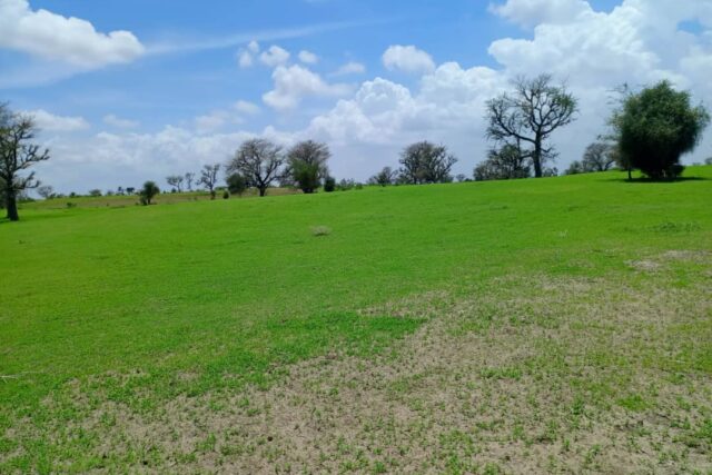 Terrain agricole 1,97 ha à vendre – Diourbel