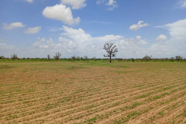 Terrain 2,18 ha à vendre – Diourbel