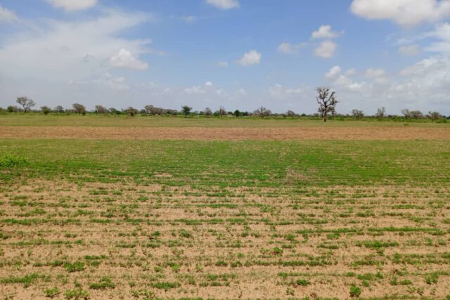 Terrain 2,18 ha à vendre – Diourbel