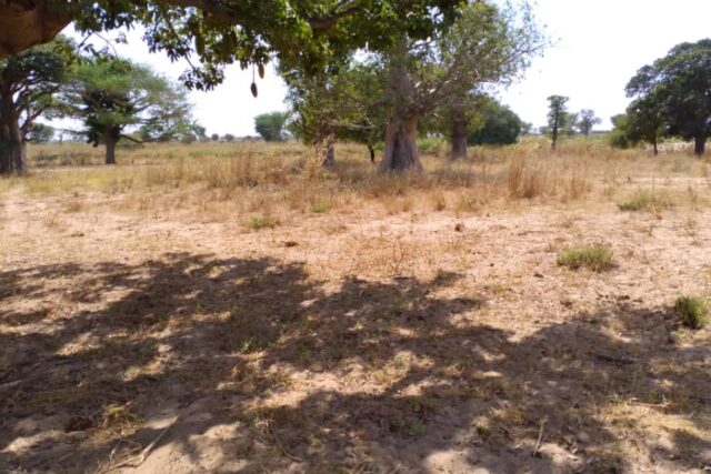 Terrain 1,85 ha à vendre – Tassette, Thiès