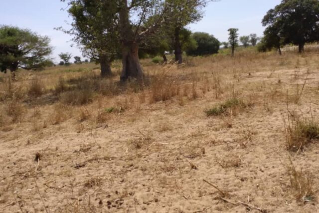 Terrain 1,85 ha à vendre – Tassette, Thiès