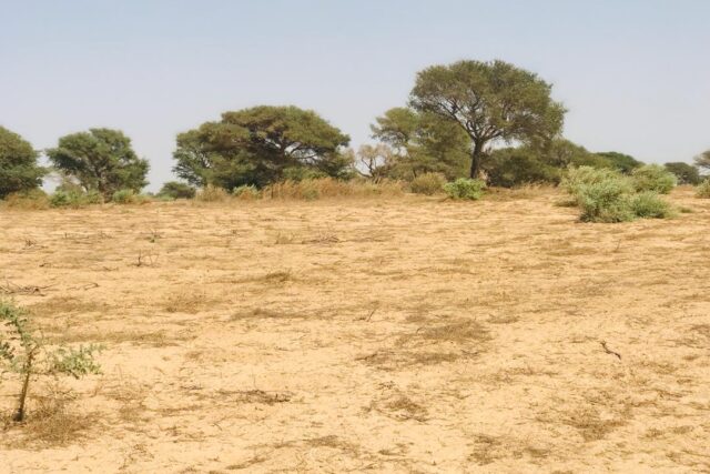 Terrain agricole 1,90 ha à vendre – Chérif Lô