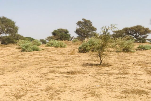 Terrain agricole 1,90 ha à vendre – Chérif Lô