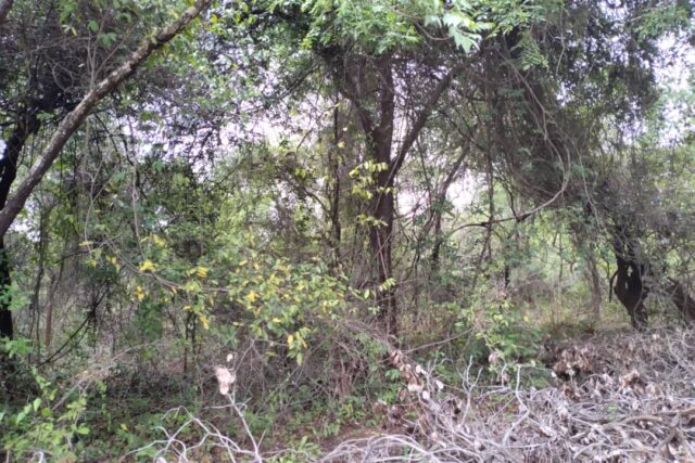 Verger 1 ha à vendre – Kafountine, Bignona