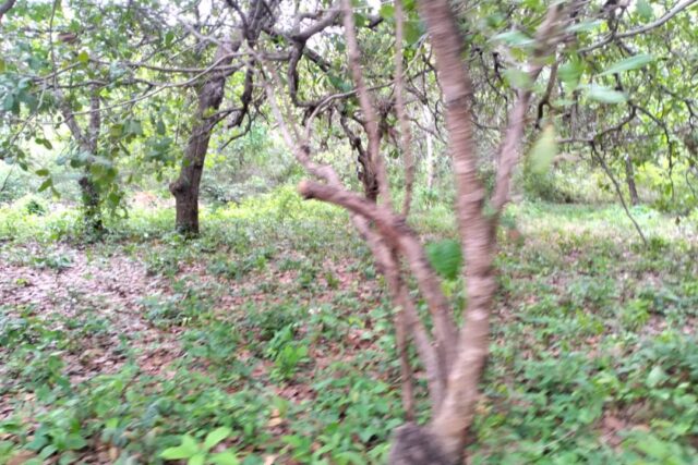 Terrain de 14 hectares vers Niaguis