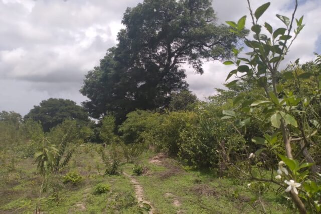 Terrain de 1,5 hectare vers Kataba 1