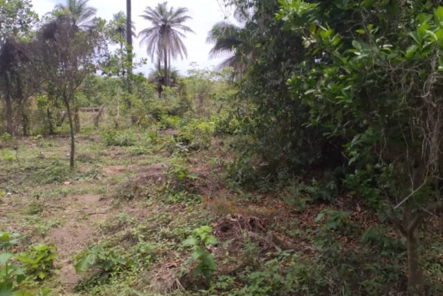 Terrain 1 ha à vendre – Kafountine, Bignona