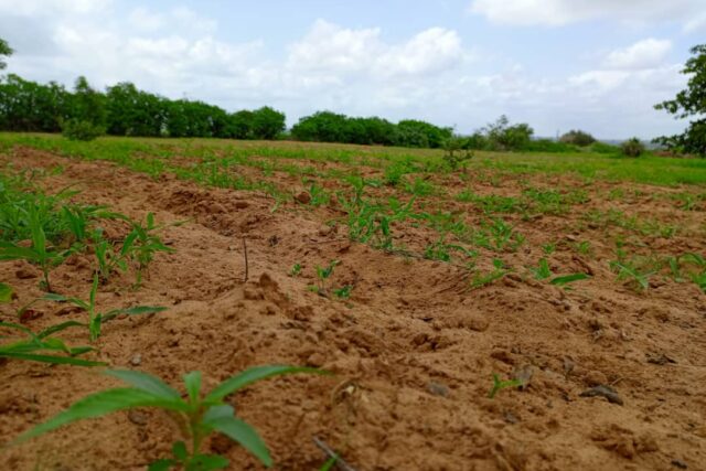 Terrain de 1,59 hectare vers Keur Moussa