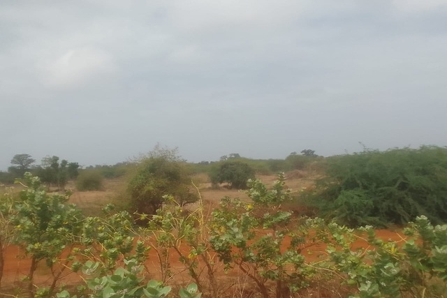 Verger 13 ha à vendre – Sindia, Mbour