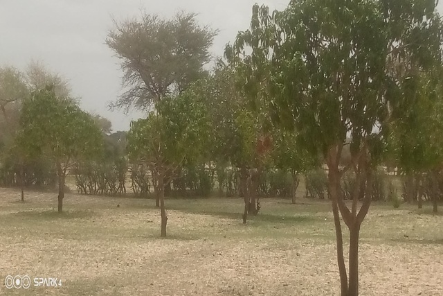 Verger 1,5 ha à vendre – Koul, Tivaouane