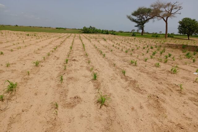 Terrain 1,62 ha à vendre – Tassette, Thiès