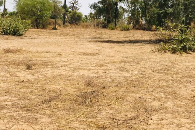 Terrain 1,60 ha à vendre – Cherif Lô, Thiès
