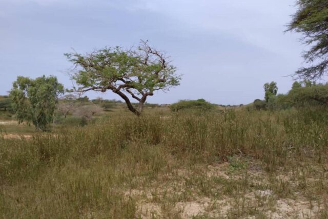 Terrain 1,83 ha à vendre – Diokoul Diewrigne, Louga