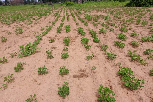 Terrain de 1,55 hectare vers Notto Diobass