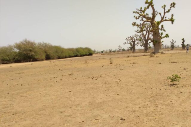 Terrain agricole 1,93 ha à vendre – Sindia
