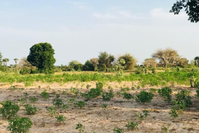 Terrain 2,11 ha à vendre – Pire, Tivaouane