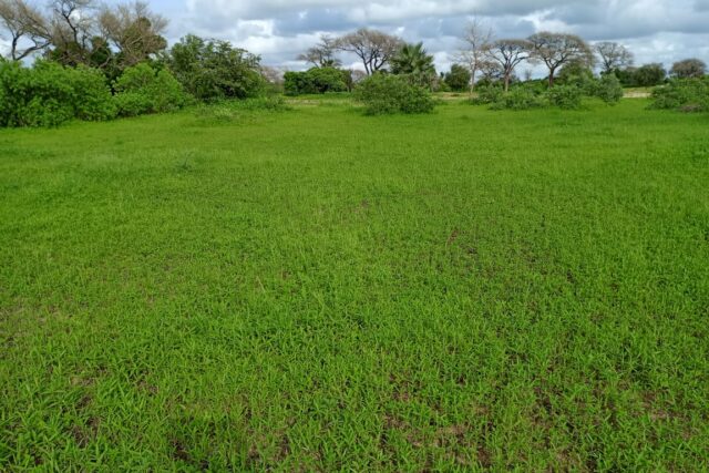 Terrain 1,87 ha à vendre – Tassette, Thiès
