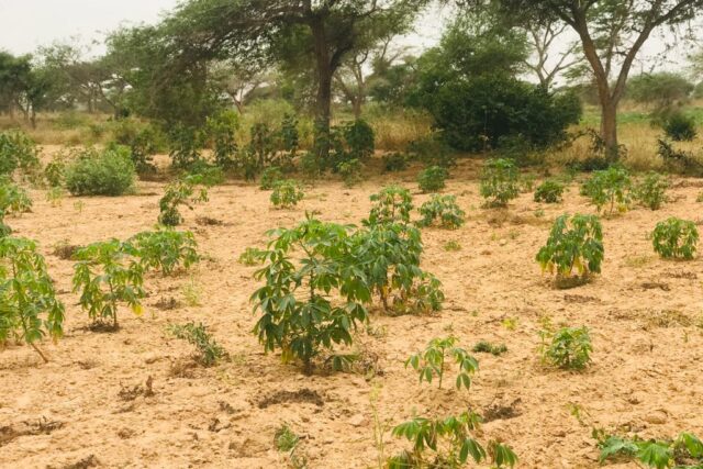 Terrain 2,15 ha à vendre – Méouane, Tivaouane
