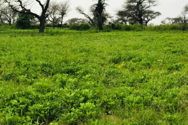 Terrain 2,39 ha à vendre – Touba Toul, Thiès