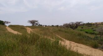 Terrain 1,83 ha à vendre – Diokoul Diewrigne, Louga