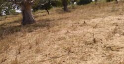 Terrain 1,85 ha à vendre – Tassette, Thiès