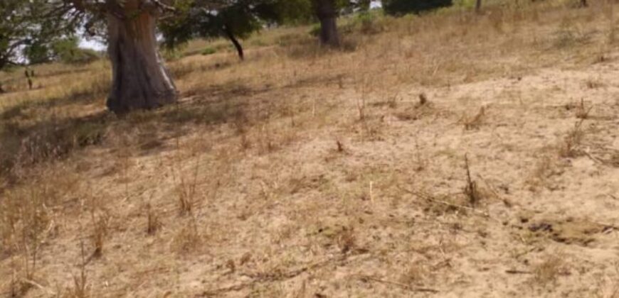 Terrain 1,85 ha à vendre – Tassette, Thiès